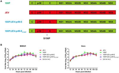 Generation and characterization of chimeric Tembusu viruses containing pre-membrane and envelope genes of Japanese encephalitis virus
